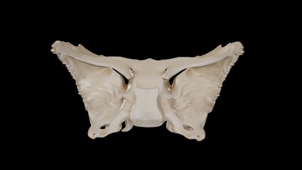 Anterior view of Sphenoid Bone.3d rendering