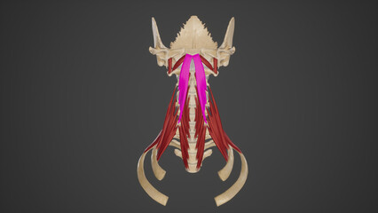medical accurate illustration of the longus capitis