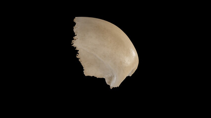 Right view of Frontal Bone.3d rendering