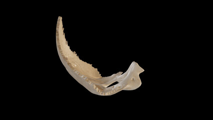 Fototapeta na wymiar Right view of Occipital Bone.3d rendering