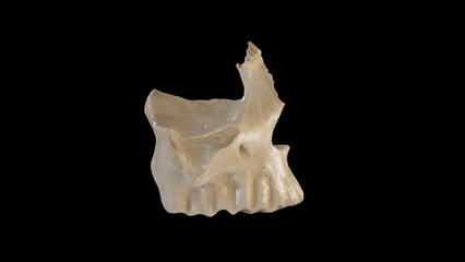 Lateral view of Right Maxilla