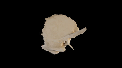 Fototapeta premium Right view of Right Temporal Bone.3d rendering