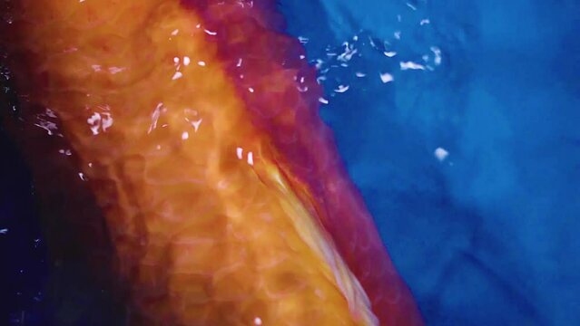 very beautiful and very big massive koi carp fishes in the garden pond for the fengshui and relaxing