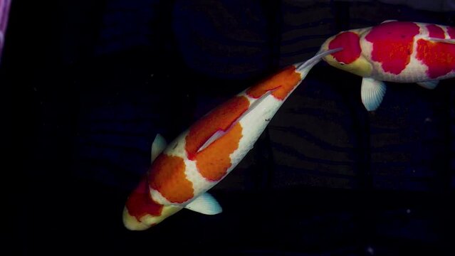 very beautiful and very big massive koi carp fishes in the garden pond for the fengshui and relaxing