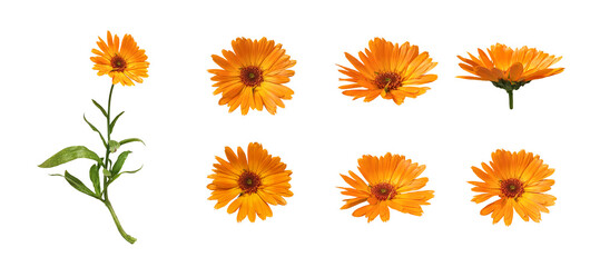 Calendula flowers with leaves isolated on white background - Powered by Adobe