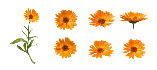 Calendula flowers with leaves isolated on white background