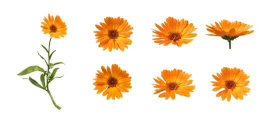 Foto op Canvas Calendula flowers with leaves isolated on white background © Vlada