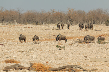 Fototapeta premium Blue wildebeest in natural habitat in Etosha National Park in Namibia.