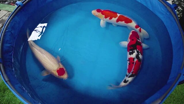very beautiful and very big massive koi carp fishes in the garden pond for the fengshui and relaxing
