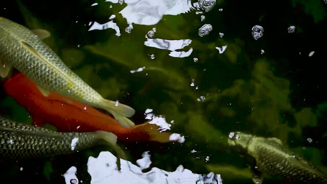 very beautiful and very big massive koi carp fishes in the garden pond for the fengshui and relaxing
