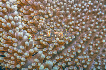 Hippolytidae is a family of cleaner shrimp,