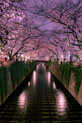 Fototapeta premium 東京中目黒 目黒川の桜並木
