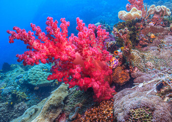 Naklejka na ściany i meble Coral reef in South Pacific,North Sulawesi, Indonesia