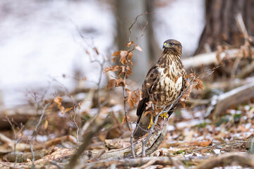 Common buzzard ( buteo buteo ) on branch. Bird of prey, predator.