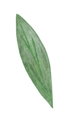 Green Leaf of Flower Isolated on White Background. Flower Leaf Element Drawn by Color Pencil.