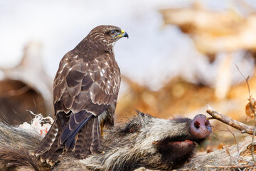 Common buzzard ( buteo buteo ) on branch. Bird of prey, predator.