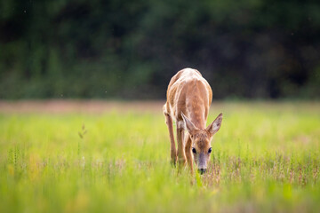 Roe deer (Capreolus capreolus) , standing on a meadow. © Branislav
