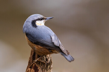 Red breasted nuthatch (sitta europaea) on a branch