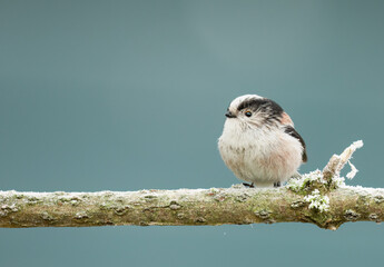 A close up of a single Long-tailed tit perched on a branch