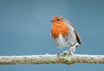 A close up of a single robin perched on a tree branch.