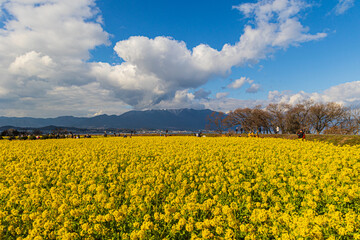 Obraz premium 菜の花