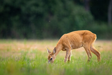 Naklejka na ściany i meble Roe deer (Capreolus capreolus) , standing on a meadow.