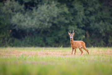 Fototapeta premium Roe deer (Capreolus capreolus) , standing on a meadow.