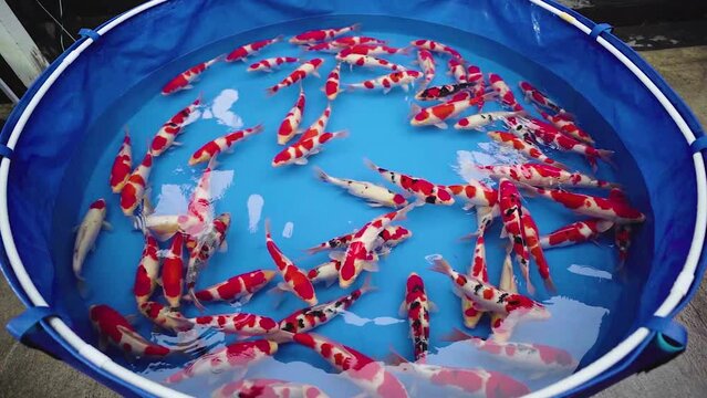 very beautiful and very big massive koi carp fishes in the garden pond for the fengshui and relaxing
