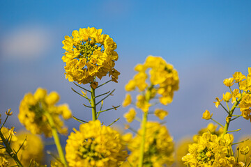 Obraz premium 菜の花