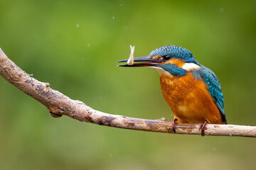 Common Kingfisher (Alcedo atthis) on branch with fish . wildlife scenery