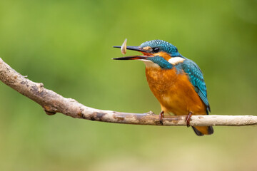Common Kingfisher (Alcedo atthis) on branch with fish . wildlife scenery