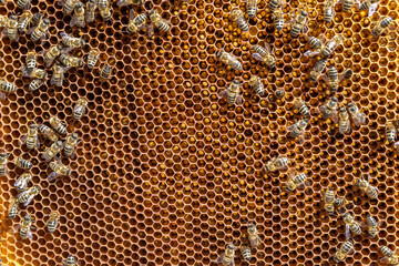 Abstract hexagon structure is honeycomb from bee hive filled