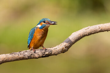 Common Kingfisher (Alcedo atthis) on branch with fish . wildlife scenery