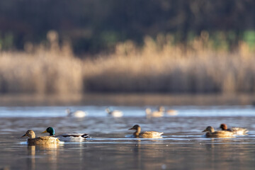 Wild ducks (Anas platyrhynchos) are swimming on the lake. Water birds swim on the pond.
