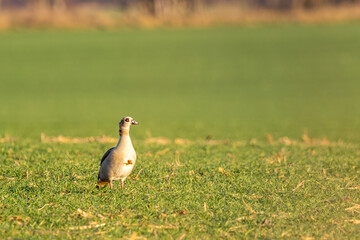Egyptian goose (alopochen aegyptiaca) in natural habitat.