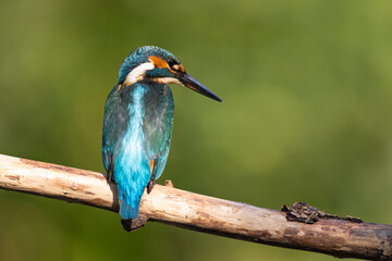 Common Kingfisher (Alcedo atthis) 
 sitting on a branch. wildlife scenery