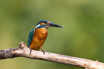 Common Kingfisher (Alcedo atthis) 
 sitting on a branch. wildlife scenery