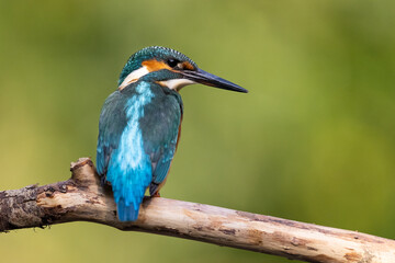 Common Kingfisher (Alcedo atthis) 
 sitting on a branch. wildlife scenery