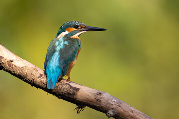 Common Kingfisher (Alcedo atthis) 
 sitting on a branch. wildlife scenery