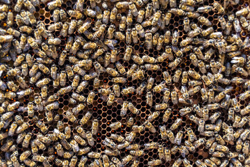 Abstract hexagon structure is honeycomb from bee hive filled