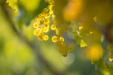 close-up view of ripe white grapes before harvest in a vineyard in Slovakia. - obrazy, fototapety, plakaty