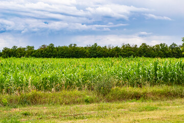 Fototapeta na wymiar Photography on theme big corn farm field for organic harvest