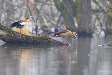 Egyptian goose (alopochen aegyptiaca) couple of birds in natural habitat.