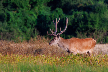 Red Deer (Cervus elaphus) on pasture. . Wildlife scenery
