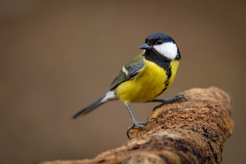 Obraz premium Great Tit (Parus Major) on branch. Wildlife scenery.