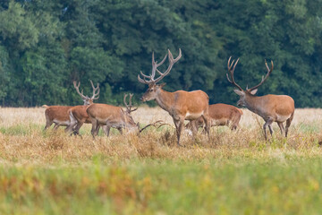 Red deer (cervus elaphus) herd grazing on meadow in autumn nature.