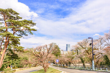 春　仙台市内
