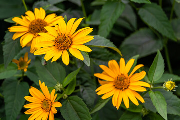 Fine wild growing flower aster false sunflower on background meadow