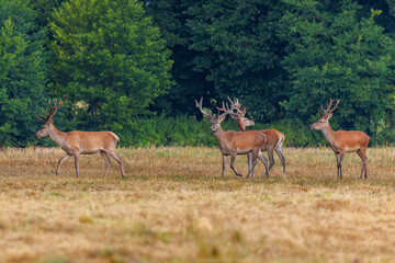 Naklejka na ściany i meble Red deer (cervus elaphus) herd grazing on meadow in autumn nature.
