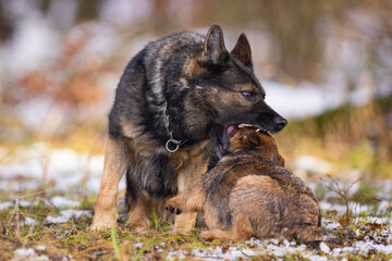 A big dog bites a small dog. Dog fight. German shepherd and border terrier fight.